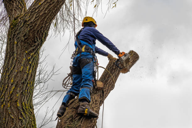 Best Storm Damage Tree Cleanup  in Dunkirk, IN