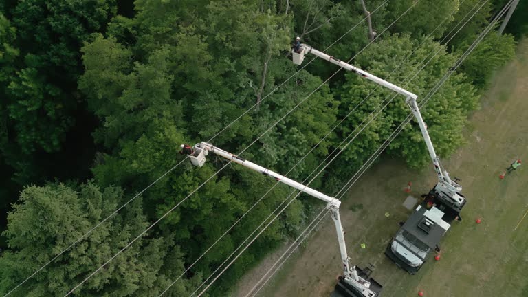 How Our Tree Care Process Works  in  Dunkirk, IN