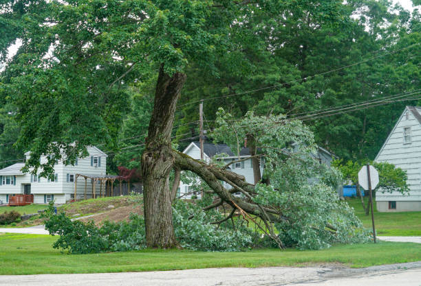 Best Tree Preservation Services  in Dunkirk, IN