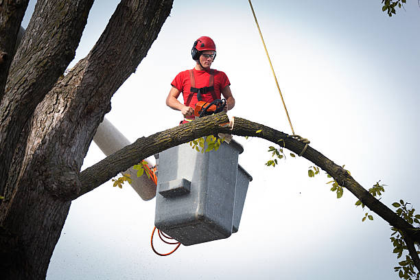 Best Fruit Tree Pruning  in Dunkirk, IN