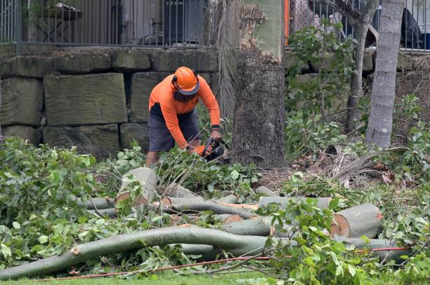 Best Leaf Removal  in Dunkirk, IN