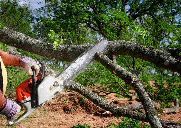 Best Seasonal Cleanup (Spring/Fall)  in Dunkirk, IN